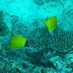 Forcipiger flavissimus