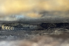 Karusasaurus jordani