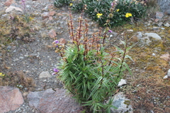 Penstemon gentianoides