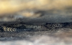 Karusasaurus jordani