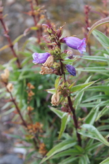 Penstemon gentianoides