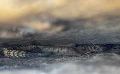 Karusasaurus jordani