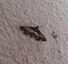 Nacoleia amphicedalis