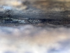 Karusasaurus jordani