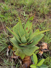 Aloe affinis