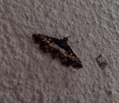 Nacoleia amphicedalis