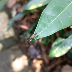 Ropalidia flavobrunnea