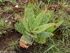 Aloe affinis