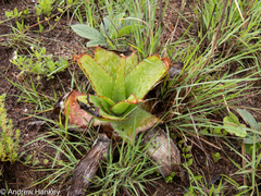 Aloe affinis