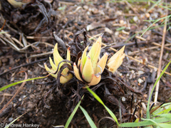 Crassula alba