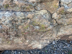 Acarosporaceae