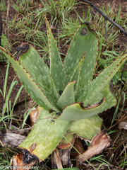 Aloe affinis