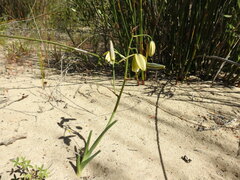 Albuca