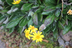 Robinsonecio gerberifolius