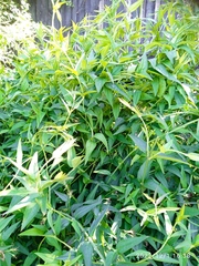 Jasminum beesianum