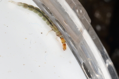 Hydrobiosidae