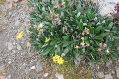 Robinsonecio gerberifolius