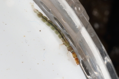 Hydrobiosidae