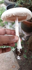 Agaricaceae