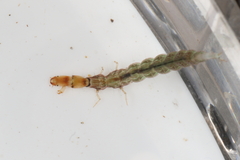 Hydrobiosidae