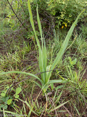 Hypoxis galpinii