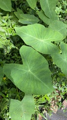 Colocasia