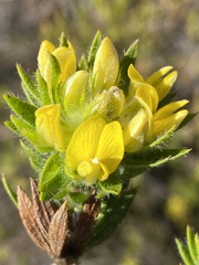 Aspalathus aspalathoides