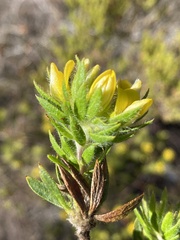 Aspalathus aspalathoides