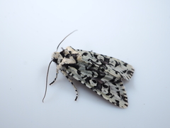 Lithophane venusta