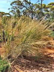 Austrostipa nitida
