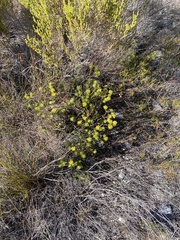 Aspalathus aspalathoides