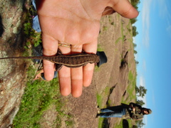 Sceloporus virgatus
