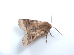 Orthosia coniortota