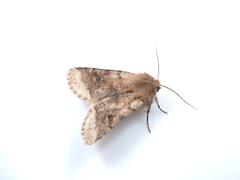 Orthosia coniortota