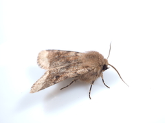 Orthosia coniortota
