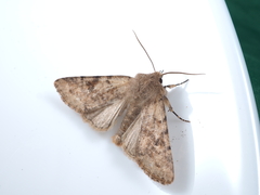 Orthosia coniortota