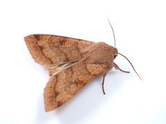 Orthosia aoyamensis