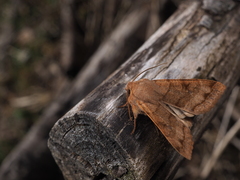 Orthosia aoyamensis