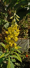 Crotalaria retusa