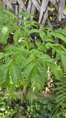 Amorphophallus paeoniifolius