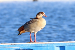 Alopochen aegyptiaca