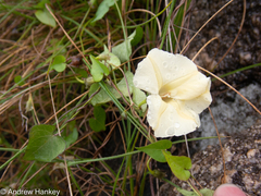 Thunbergia atriplicifolia
