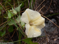 Thunbergia atriplicifolia