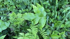 Microsorum scolopendria