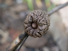 Apiomorpha strombylosa