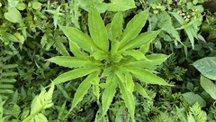 Amorphophallus paeoniifolius
