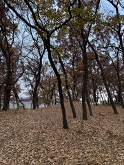 Quercus acutissima