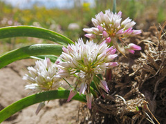 Allium tolmiei