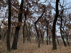 Quercus acutissima