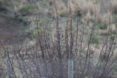Oriturus superciliosus
